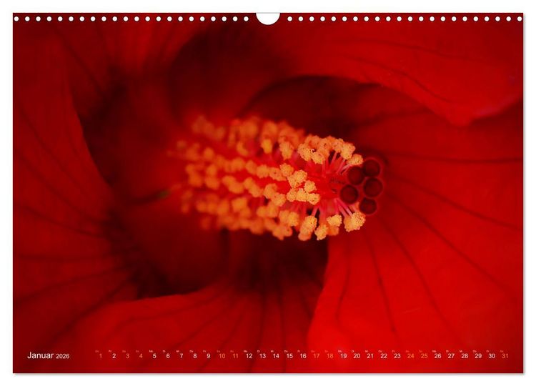 Produktbild: DEEP INSIDE - Bl&uuml;tenmakros (Wandkalender 2026 DIN A3 quer), CALVENDO Monatskalender