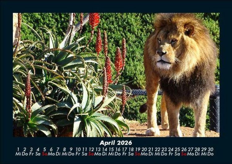 Produktbild: Tiere in der Wildnis 2026 Fotokalender DIN A5