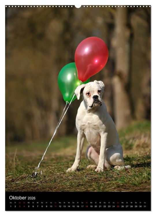 Produktbild: Boxer? Na klar! (hochwertiger Premium Wandkalender 2026 DIN A2 hoch), Kunstdruck in Hochglanz