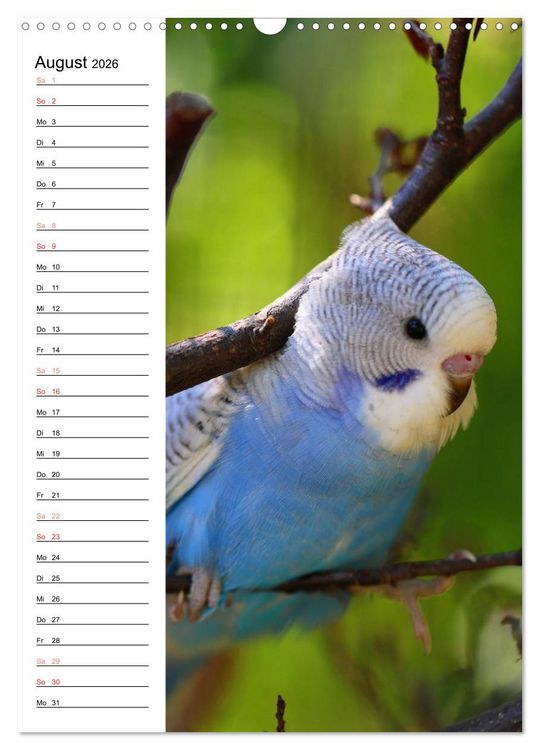 Produktbild: WELLENSITTICHE - S&uuml;&szlig;e Wellis (Wandkalender 2026 DIN A3 hoch), CALVENDO Monatskalender