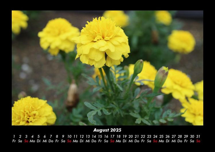 Produktbild: Blumenkalender 2025 Fotokalender DIN A3