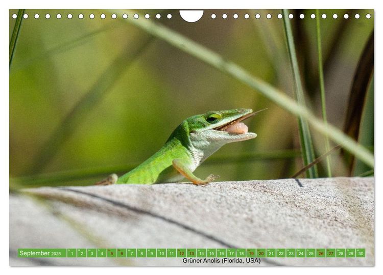 Produktbild: Reptilien wild und sch&ouml;n (Wandkalender 2026 DIN A4 quer), CALVENDO Monatskalender