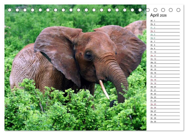 Produktbild: Elefanten . Wildlife in Kenia (Tischkalender 2026 DIN A5 quer), CALVENDO Monatskalender