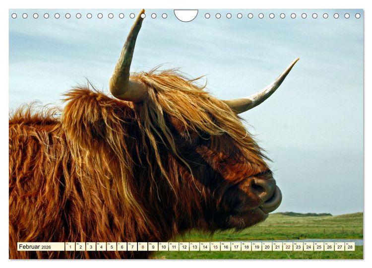 Produktbild: Die anmutigste Rinderrasse - Das schottische Hochlandrind (Wandkalender 2026 DIN A4 quer), CALVENDO Monatskalender