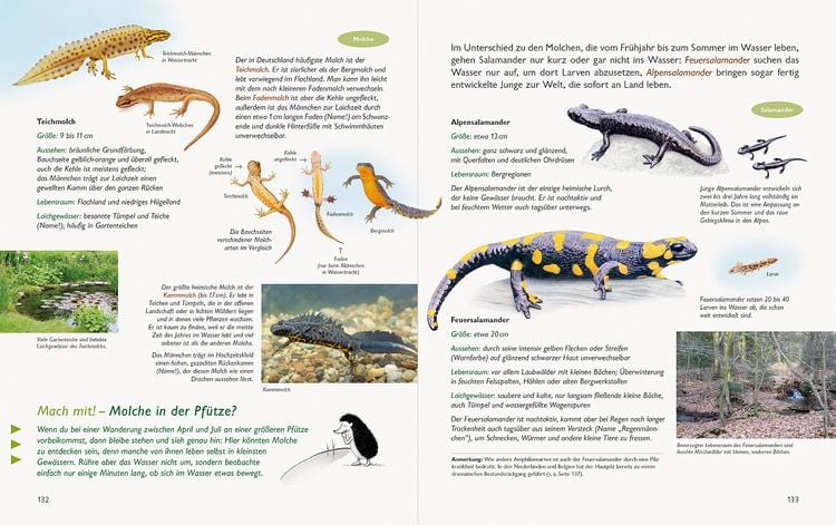 Produktbild: Wawra's Naturbuch &ndash; Unserer Natur auf der Spur, Bd. 1: S&auml;ugetiere, V&ouml;gel, Reptilien, Amphibien
