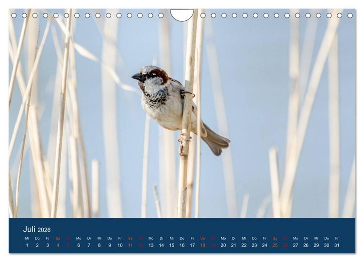 Produktbild: Spatzen-Kalender (Wandkalender 2026 DIN A4 quer), CALVENDO Monatskalender