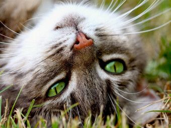 Produktbild: Nahaufnahme einer Katze (Puzzle)
