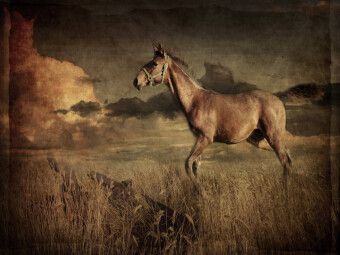 Produktbild: CALVENDO Puzzle Auf dem R&uuml;cken der Pferde | 1000 Teile Lege-Gr&ouml;&szlig;e 64x48cm Foto-Puzzle f&uuml;r gl&uuml;ckliche Stunden