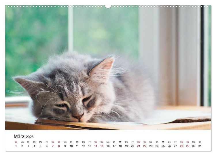Produktbild: Katzenbabys (Wandkalender 2026 DIN A2 quer), CALVENDO Monatskalender
