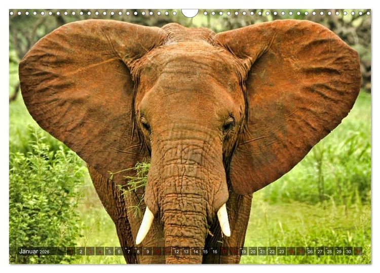 Produktbild: Elefanten Begegnungen im &ouml;stlichen und s&uuml;dlichen Afrika (Wandkalender 2026 DIN A3 quer), CALVENDO Monatskalender