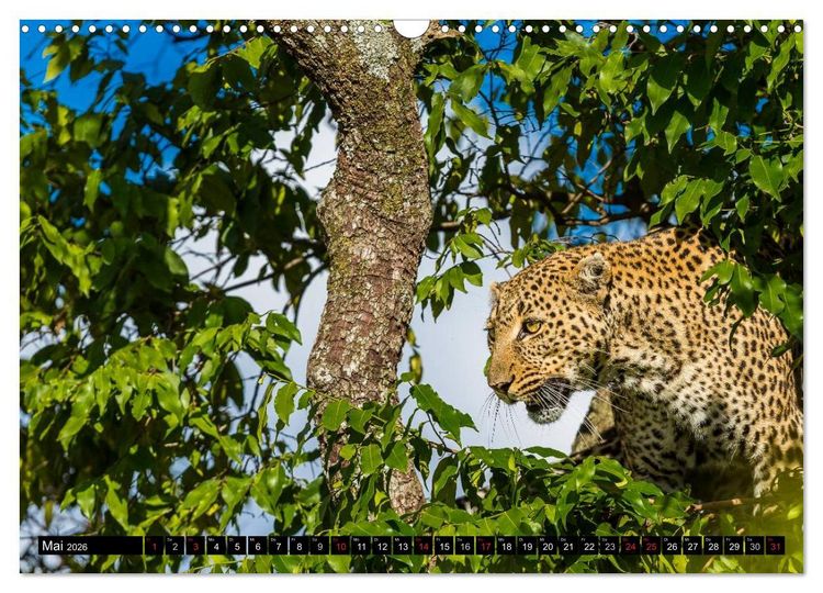 Produktbild: Masai Mara 2026 (Wandkalender 2026 DIN A3 quer), CALVENDO Monatskalender