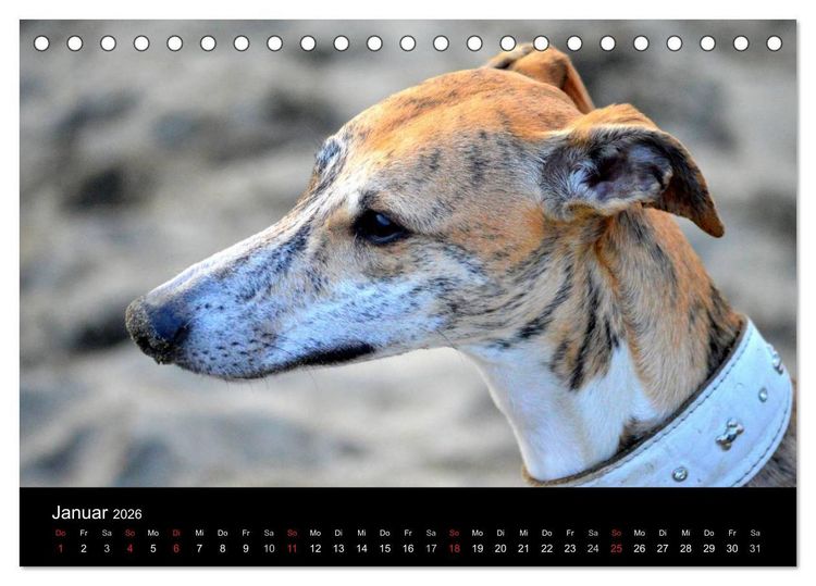 Produktbild: Whippet 2026 (Tischkalender 2026 DIN A5 quer), CALVENDO Monatskalender