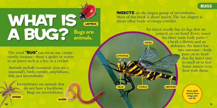 Produktbild: Little Kids First Big Book of Bugs