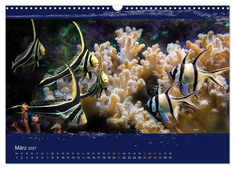 Produktbild: Korallenfische im Lichtschimmer des Meeres (Wandkalender 2027 DIN A3 quer), CALVENDO Monatskalender
