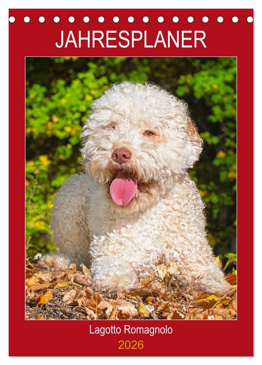 Produktbild: Jahresplaner Lagotto Romagnolo (Tischkalender 2026 DIN A5 hoch), CALVENDO Monatskalender