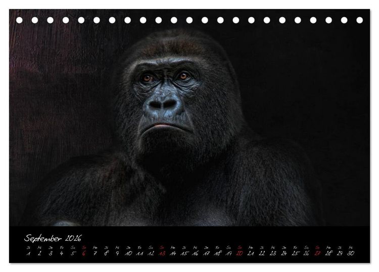 Produktbild: Gorilla (Tischkalender 2026 DIN A5 quer), CALVENDO Monatskalender