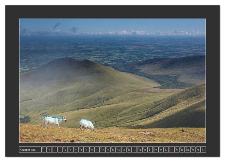 Produktbild: IRLAND - Insel der gl&uuml;cklichen Schafe (Wandkalender 2026 DIN A3 quer), CALVENDO Monatskalender