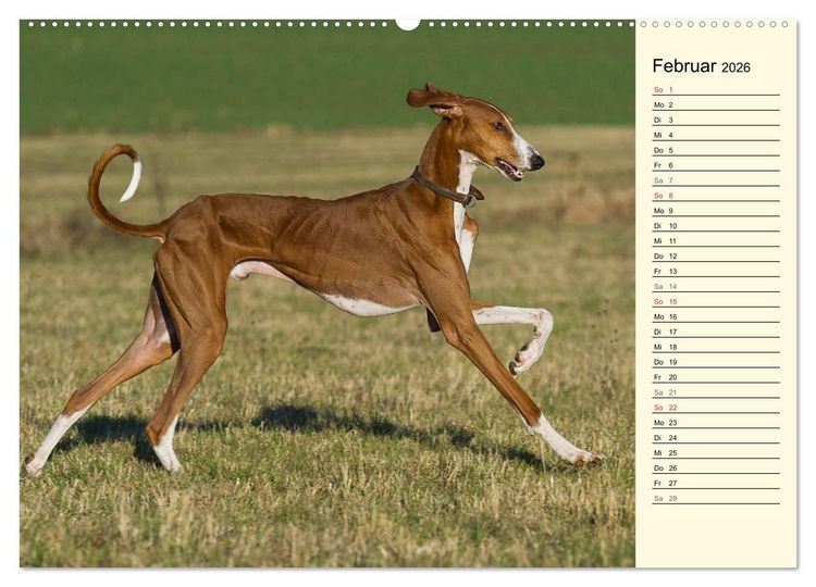Produktbild: Windhund der W&uuml;ste - Der Azawakh (hochwertiger Premium Wandkalender 2026 DIN A2 quer), Kunstdruck in Hochglanz