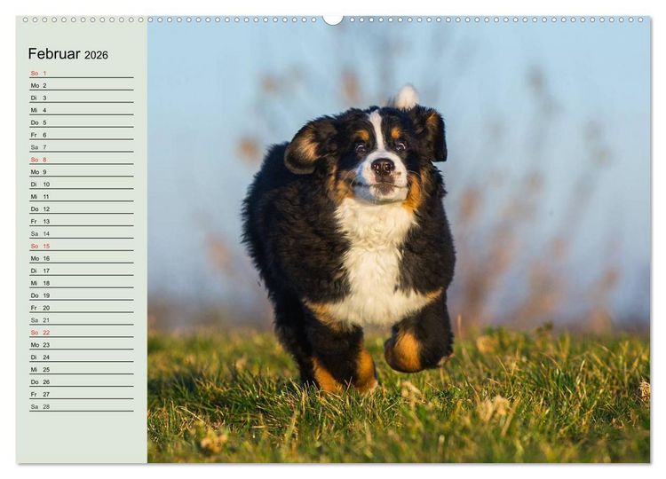 Produktbild: Berner Sennenhunde in Action (hochwertiger Premium Wandkalender 2026 DIN A2 quer), Kunstdruck in Hochglanz
