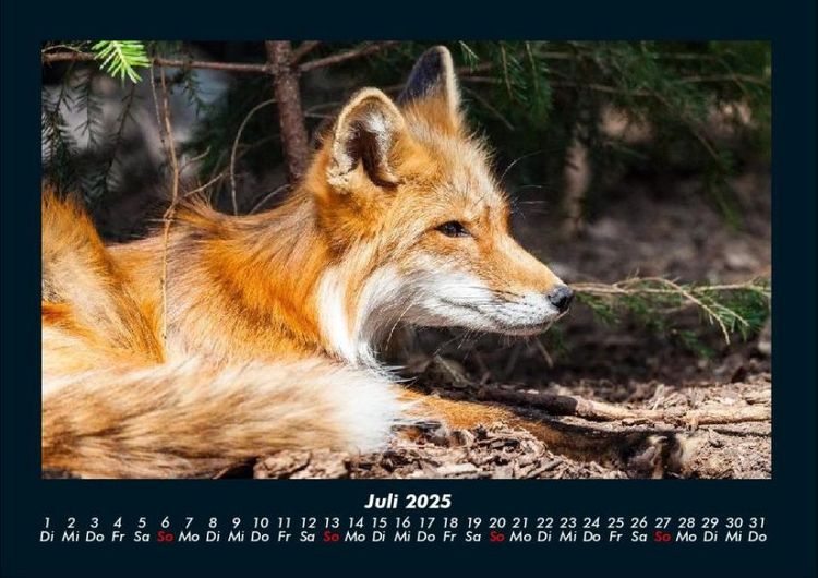 Produktbild: Der Tierkalender 2025 Fotokalender DIN A4
