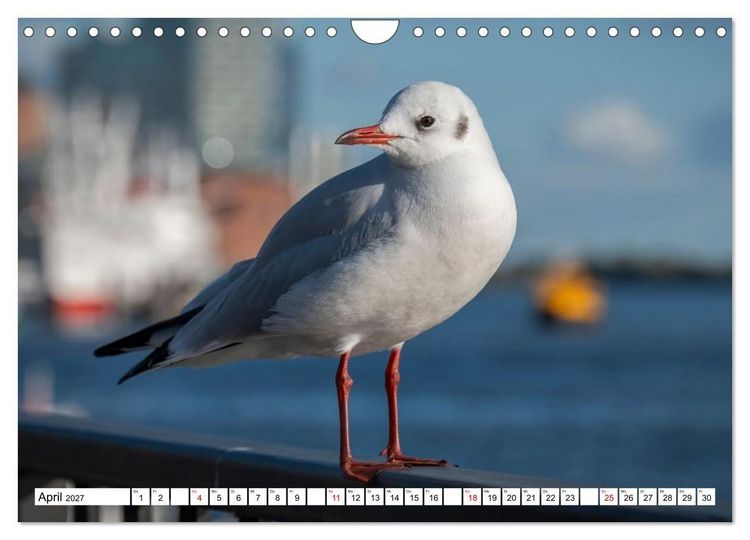 Produktbild: M&ouml;wen- Botschafter des Windes (Wandkalender 2027 DIN A4 quer), CALVENDO Monatskalender