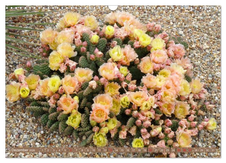 Produktbild: BOTANICACTUS Mallorcas Kakteengarten (Wandkalender 2026 DIN A3 quer), CALVENDO Monatskalender