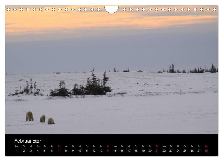 Produktbild: Arktische Tr&auml;ume - Eisb&auml;ren in Kanada (Wandkalender 2027 DIN A4 quer), CALVENDO Monatskalender