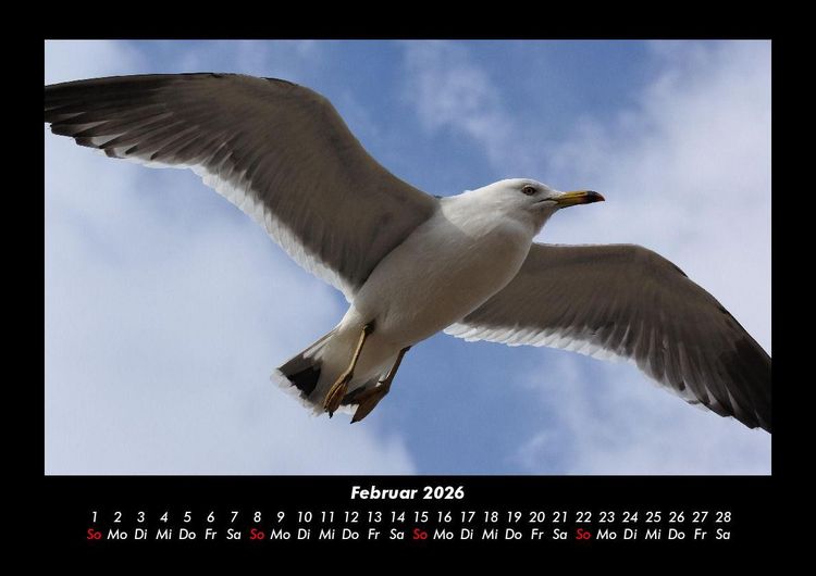 Produktbild: M&ouml;wen 2026 Fotokalender DIN A3