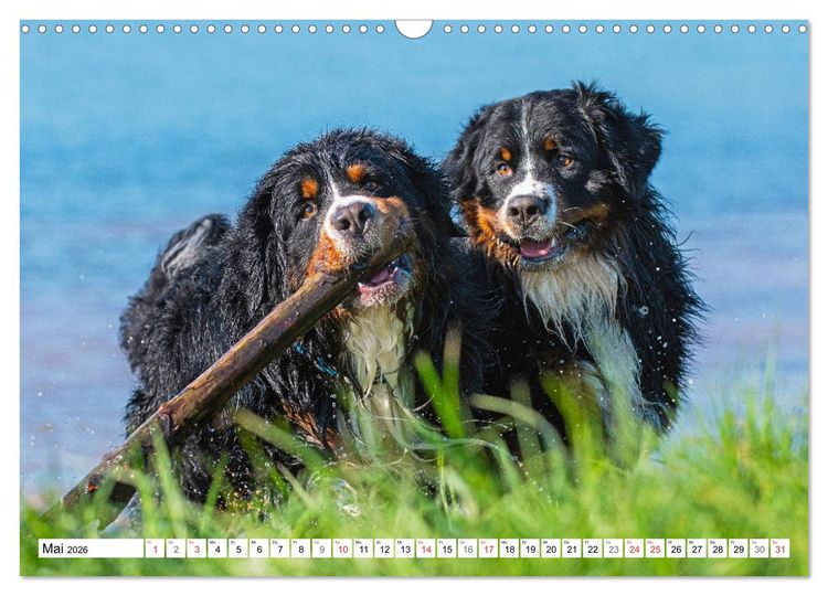 Produktbild: Schweizer Sennenhunde - die Hunde aus den Schweizer Alpen (Wandkalender 2026 DIN A3 quer), CALVENDO Monatskalender