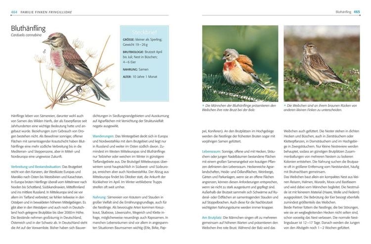Produktbild: Das BLV Handbuch V&ouml;gel
