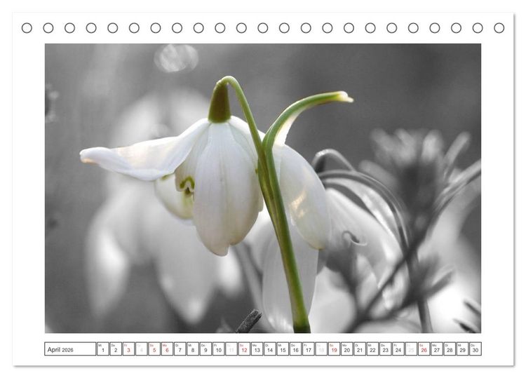 Produktbild: Natur schwarz - wei&szlig; Malerei (Tischkalender 2026 DIN A5 quer), CALVENDO Monatskalender