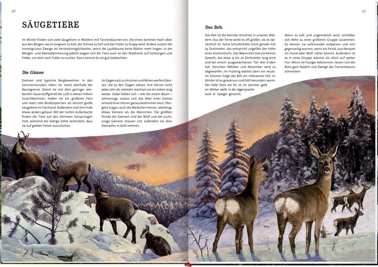 Produktbild: Das gro&szlig;e Buch vom Tannenbaum