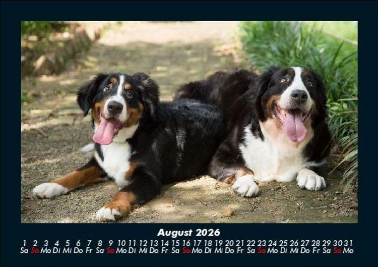Produktbild: Hundezauber 2026 Fotokalender DIN A5