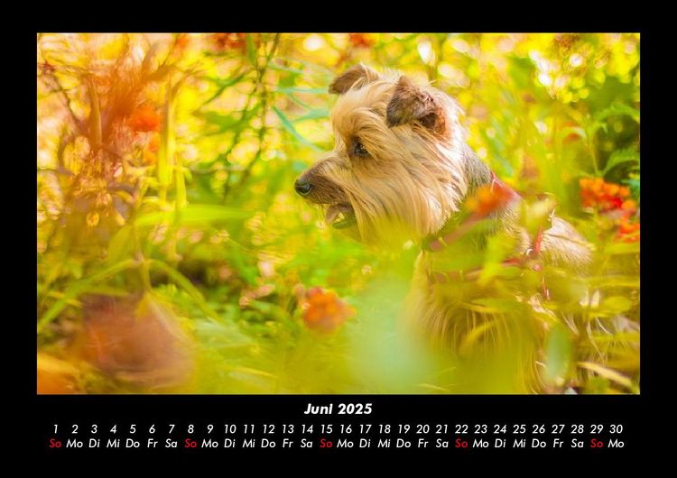 Produktbild: Blumentr&auml;ume 2025 Fotokalender DIN A3