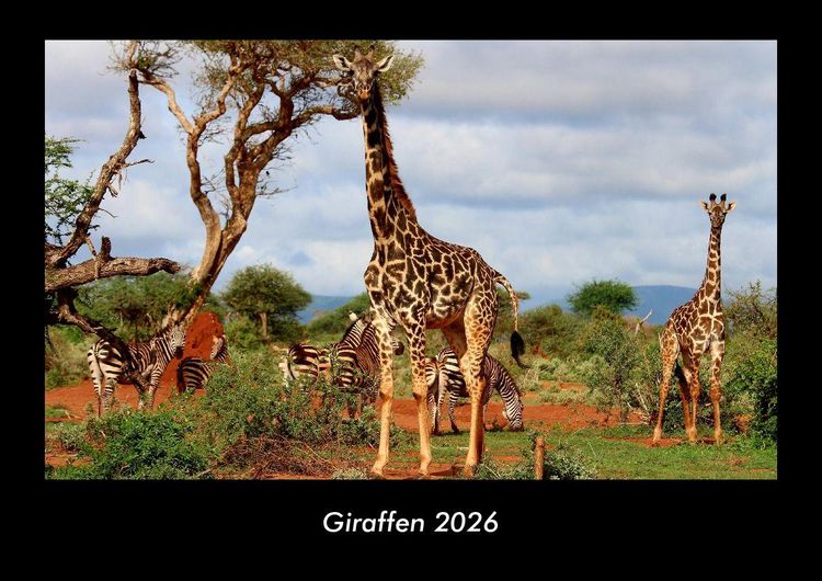 Produktbild: Giraffen 2026 Fotokalender DIN A3