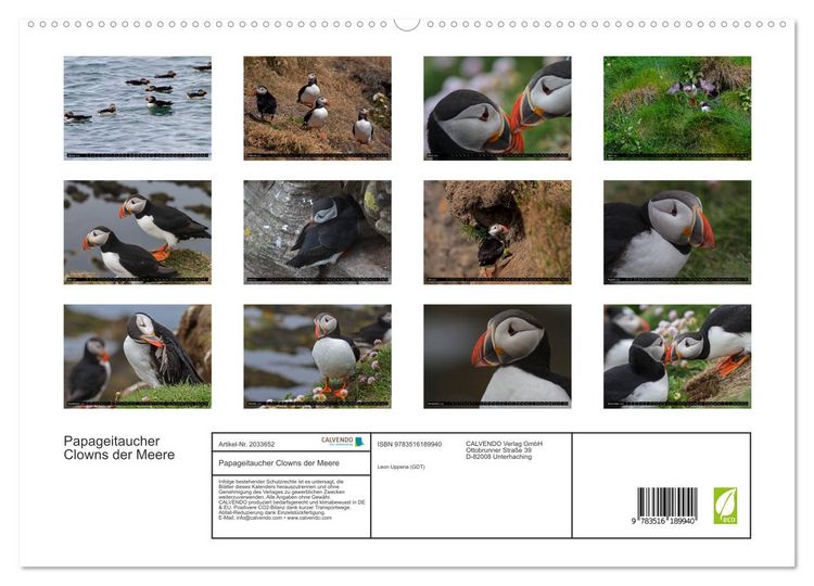 Produktbild: Papageitaucher Clowns der Meere (hochwertiger Premium Wandkalender 2026 DIN A2 quer), Kunstdruck in Hochglanz