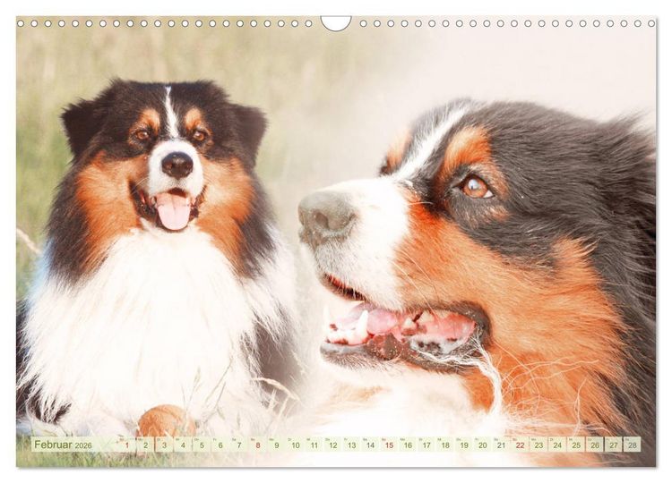 Produktbild: Australian Shepherd - H&uuml;tehunde mit Familienanschluss (Wandkalender 2026 DIN A3 quer), CALVENDO Monatskalender