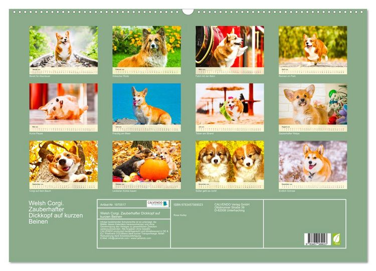 Produktbild: Welsh Corgi. Zauberhafter Dickkopf auf kurzen Beinen (Wandkalender 2026 DIN A2 quer), CALVENDO Monatskalender
