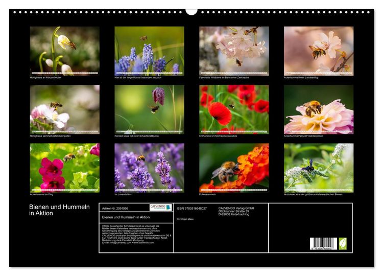 Produktbild: Bienen und Hummeln in Aktion (Wandkalender 2026 DIN A2 quer), CALVENDO Monatskalender