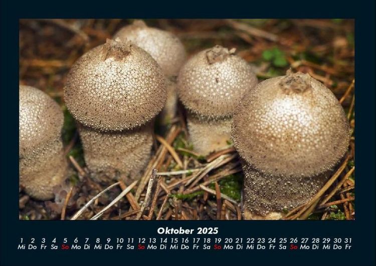 Produktbild: Pilzkalender 2025 Fotokalender DIN A4