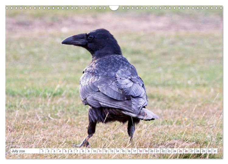 Produktbild: Corvids - Black and Beautiful (Wall Calendar 2026 DIN A3 landscape), CALVENDO 12 Month Wall Calendar