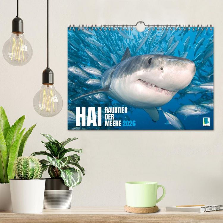 Produktbild: Hai: Raubtier der Meere (Wandkalender 2026 DIN A4 quer), CALVENDO Monatskalender