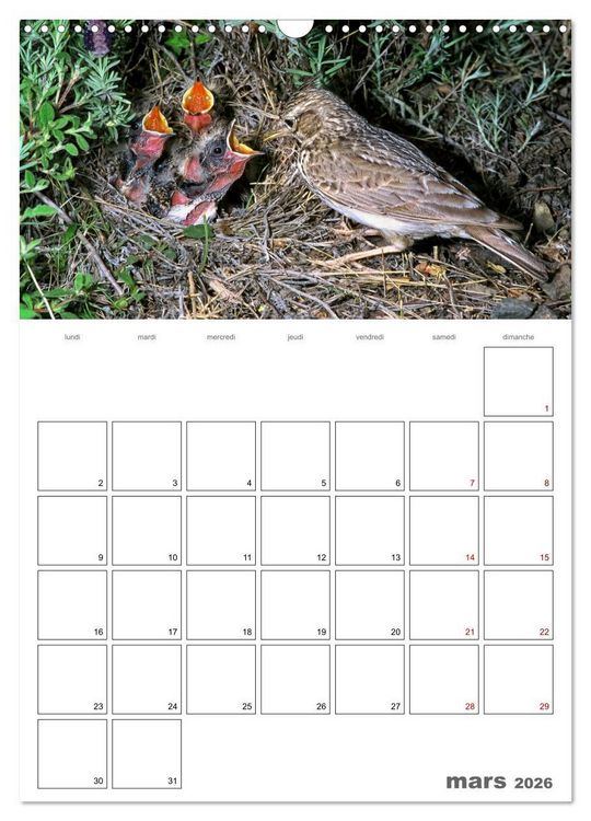 Produktbild: Les passereaux &agrave; l'or&eacute;e de la vie (Calendrier mural 2026 DIN A3 horizontal), CALVENDO calendrier mensuel