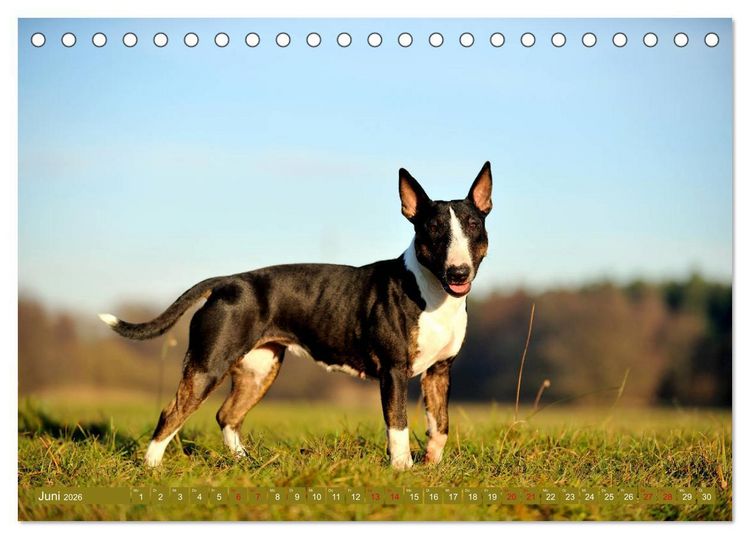 Produktbild: Bullterrier, Powerpakete auf 4 Pfoten (Tischkalender 2026 DIN A5 quer), CALVENDO Monatskalender