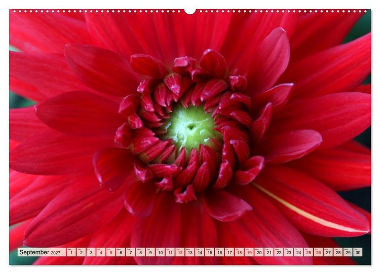 Produktbild: Fascinating Dahlias (High Quality Premium Wall Calendar 2027 DIN A2 landscape),CALVENDO 12 Month Wall Calendar