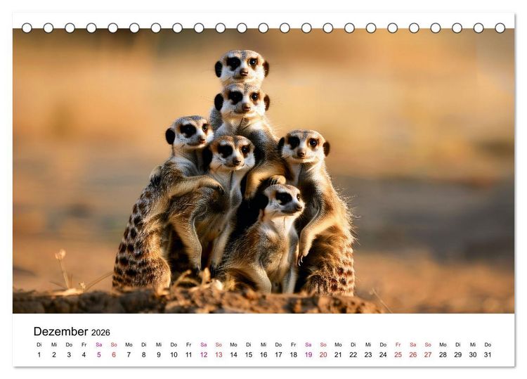 Produktbild: Erdm&auml;nnchen - coole Typen (Tischkalender 2026 DIN A5 quer), CALVENDO Monatskalender