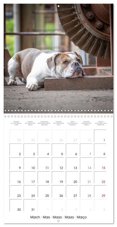 Produktbild: City dogs in the landscape park (Wall Calendar 2026 12 &times; 12 Inch) CALVENDO 12 Month Wall Calendar