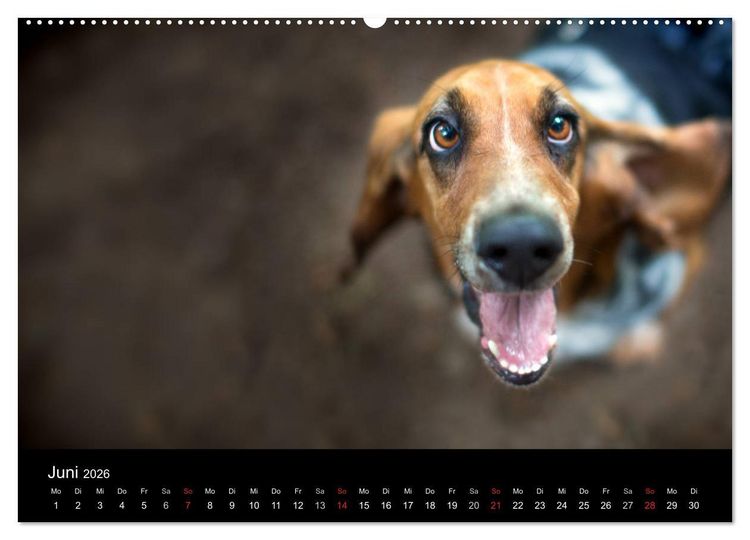 Produktbild: Der Basset, eine LANGE und besondere Liebe (Wandkalender 2026 DIN A2 quer), CALVENDO Monatskalender