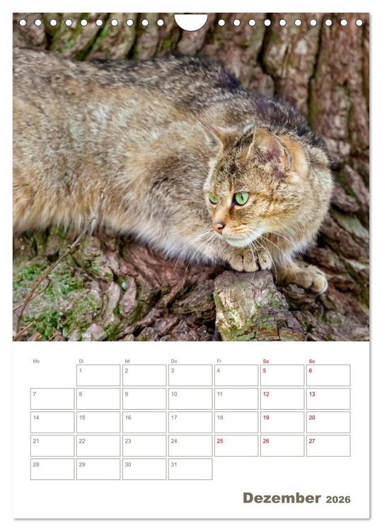 Produktbild: Europ&auml;ische Wildkatzen - Jahresplaner (Wandkalender 2026 DIN A4 hoch), CALVENDO Monatskalender
