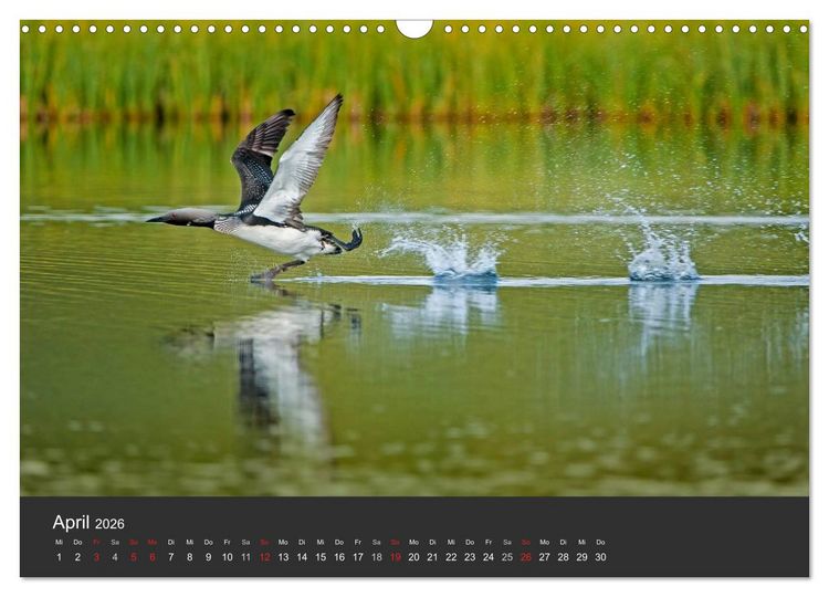 Produktbild: V&ouml;gel im Norden Europas (Wandkalender 2026 DIN A3 quer), CALVENDO Monatskalender